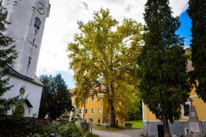 Platana (Arhiv Občine Kozje)